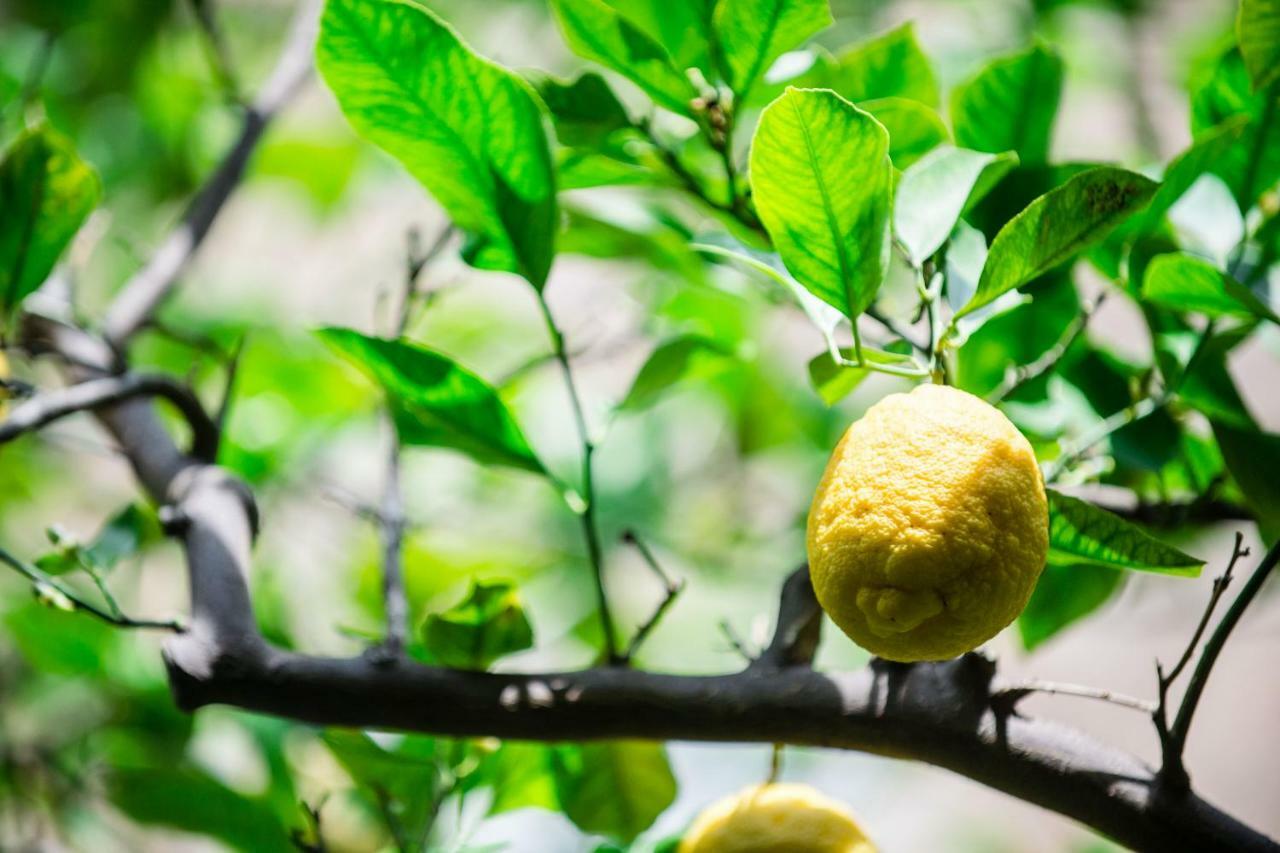 Il Giardino Di Aranci E Limoni Piano di Sorrento Exterior foto
