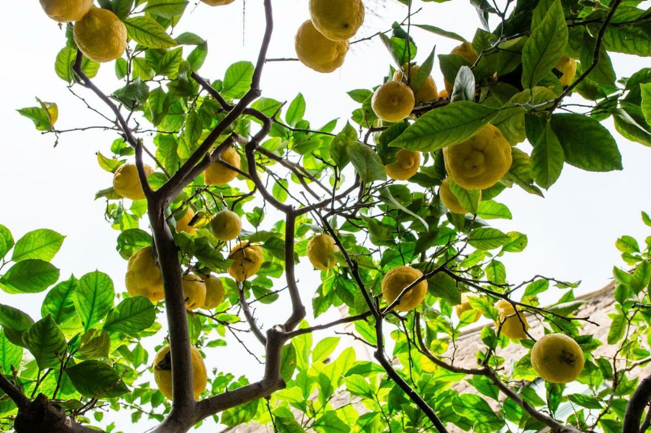 Il Giardino Di Aranci E Limoni Piano di Sorrento Exterior foto